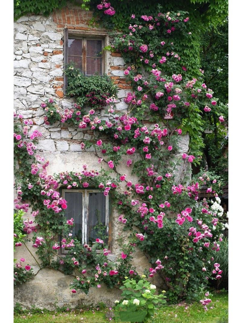 求推荐耐晒耐雨淋勤花的藤本月季 坐标浙江,求推荐一款耐晒耐雨淋并且