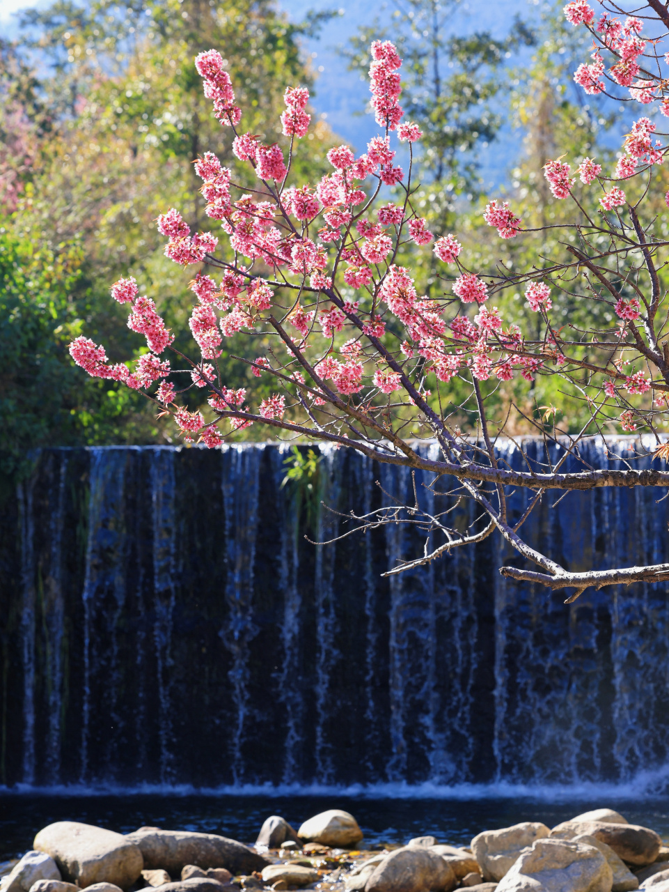 大理冬樱花开了,非常漂亮!暖冬时节,又是一年赏樱季开始了.