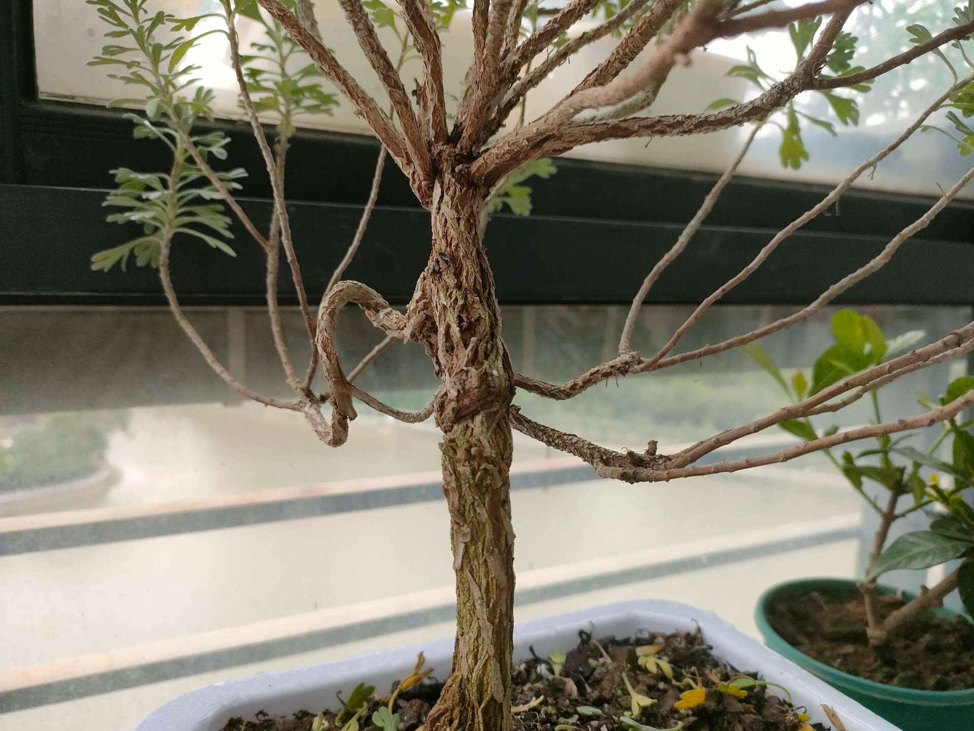 芙蓉菊-五年老桩