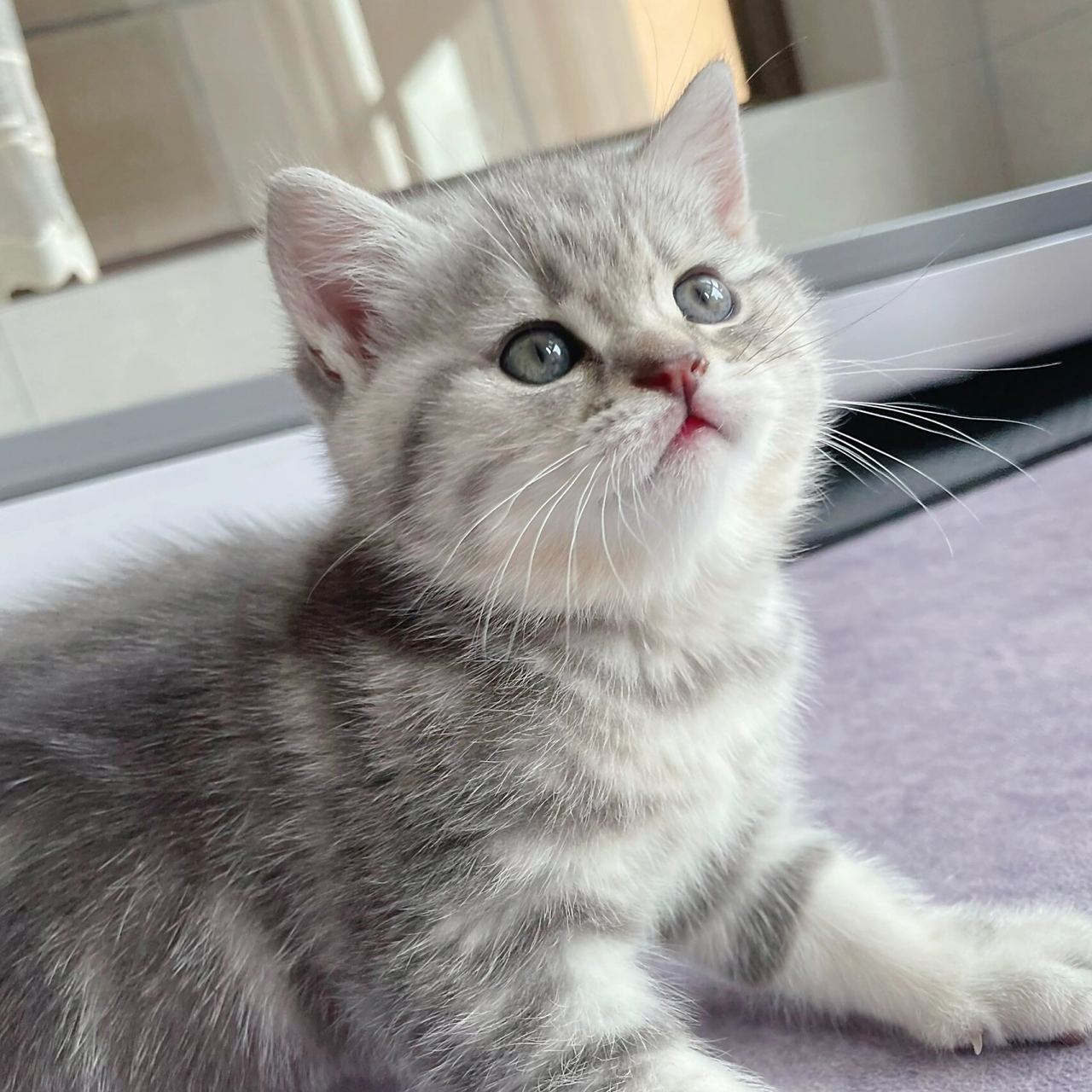 银渐层妈妈和蓝猫爸爸的小崽崽 标准虎斑很是惊喜