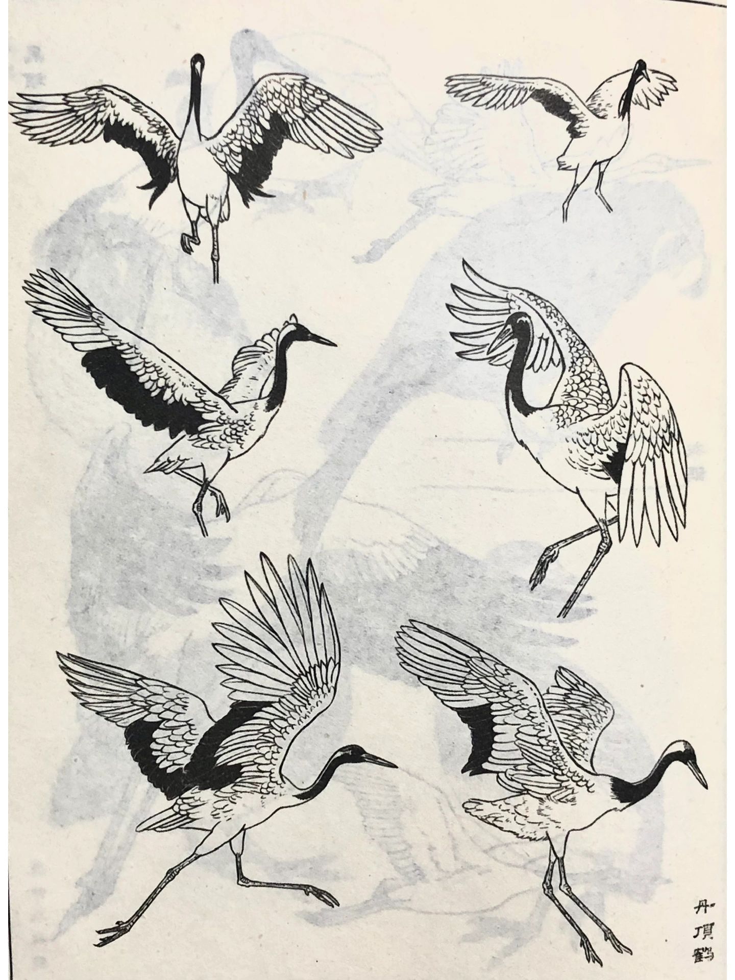 国画必学 线稿临摹 白描 白鹤丹顶鹤 禽鸟