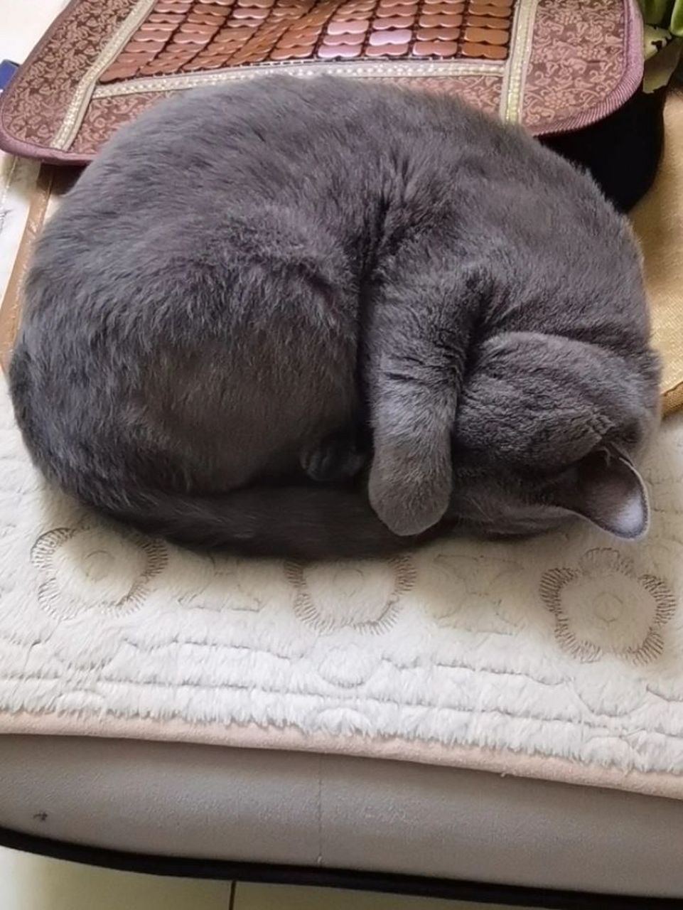 为什么猫咪喜欢缩成一团睡觉啊71