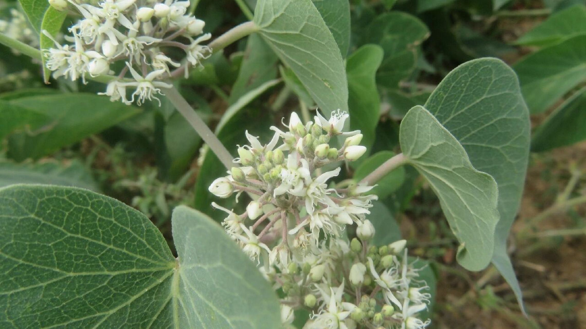 鹅绒藤,萝藦科鹅绒藤属多年生草本植物 以前也曾经为它作过诗:叶片对