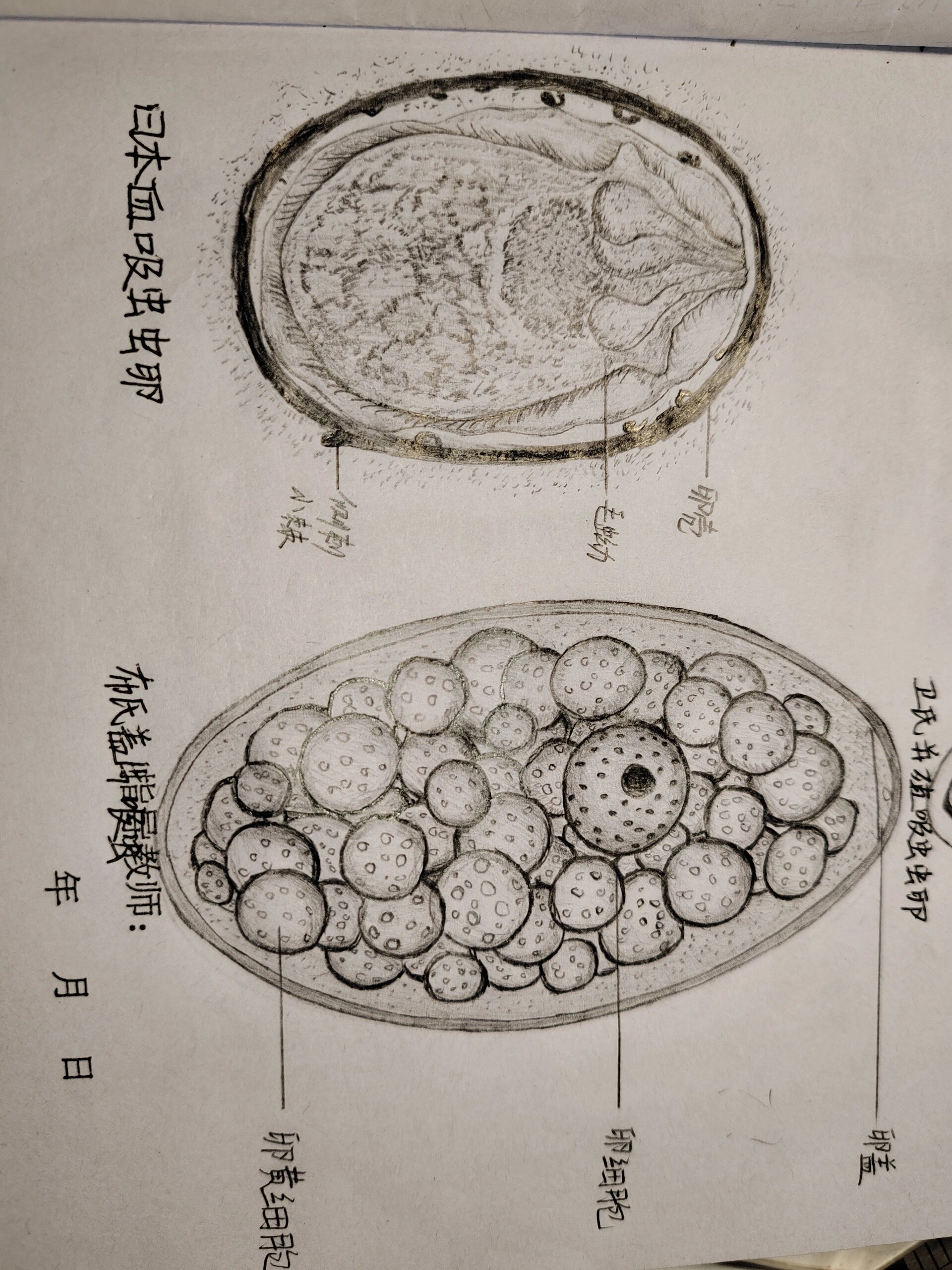 鹿前后盘吸虫手绘图图片