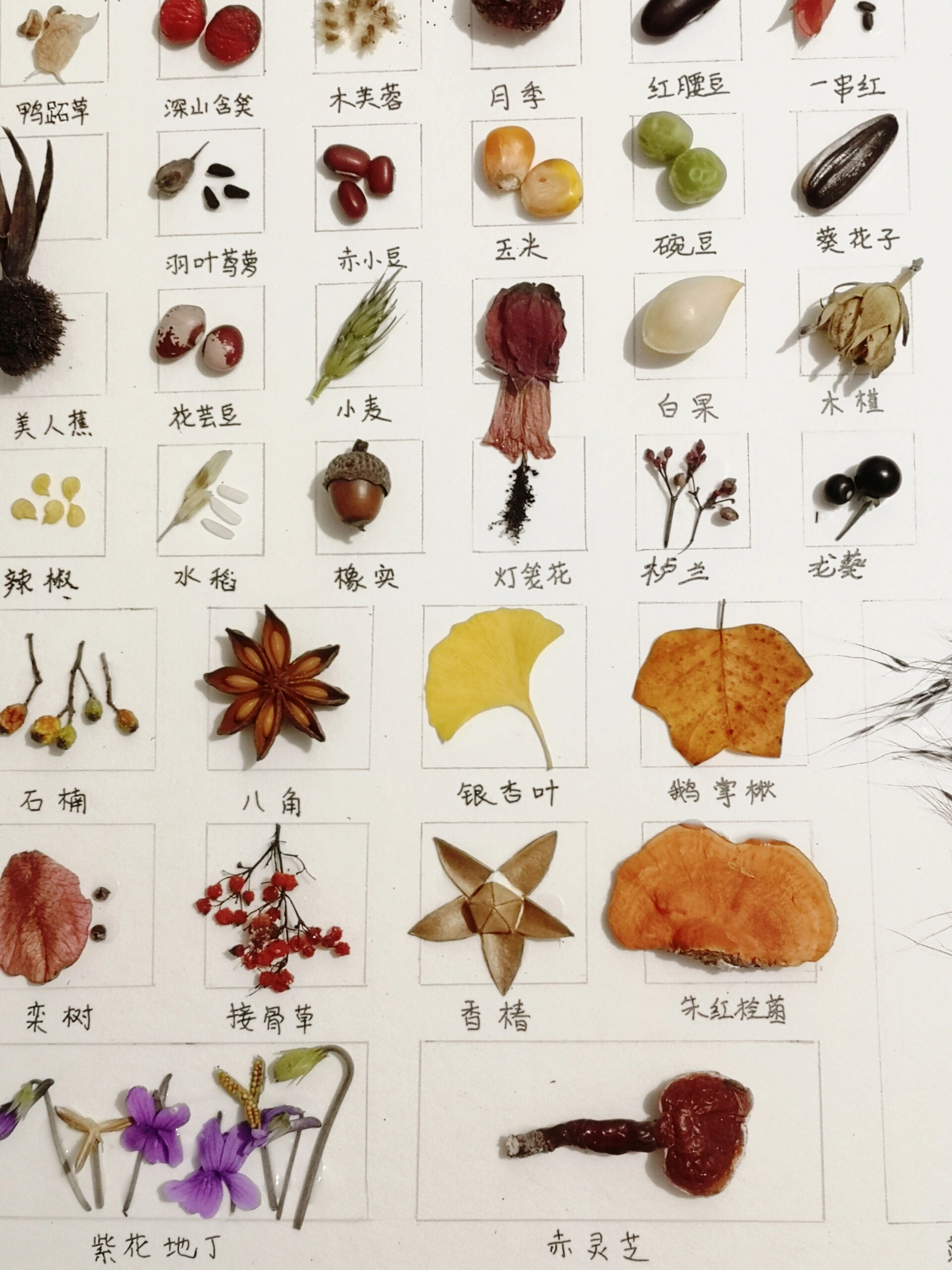 植物种子果实标本 终于凑满了