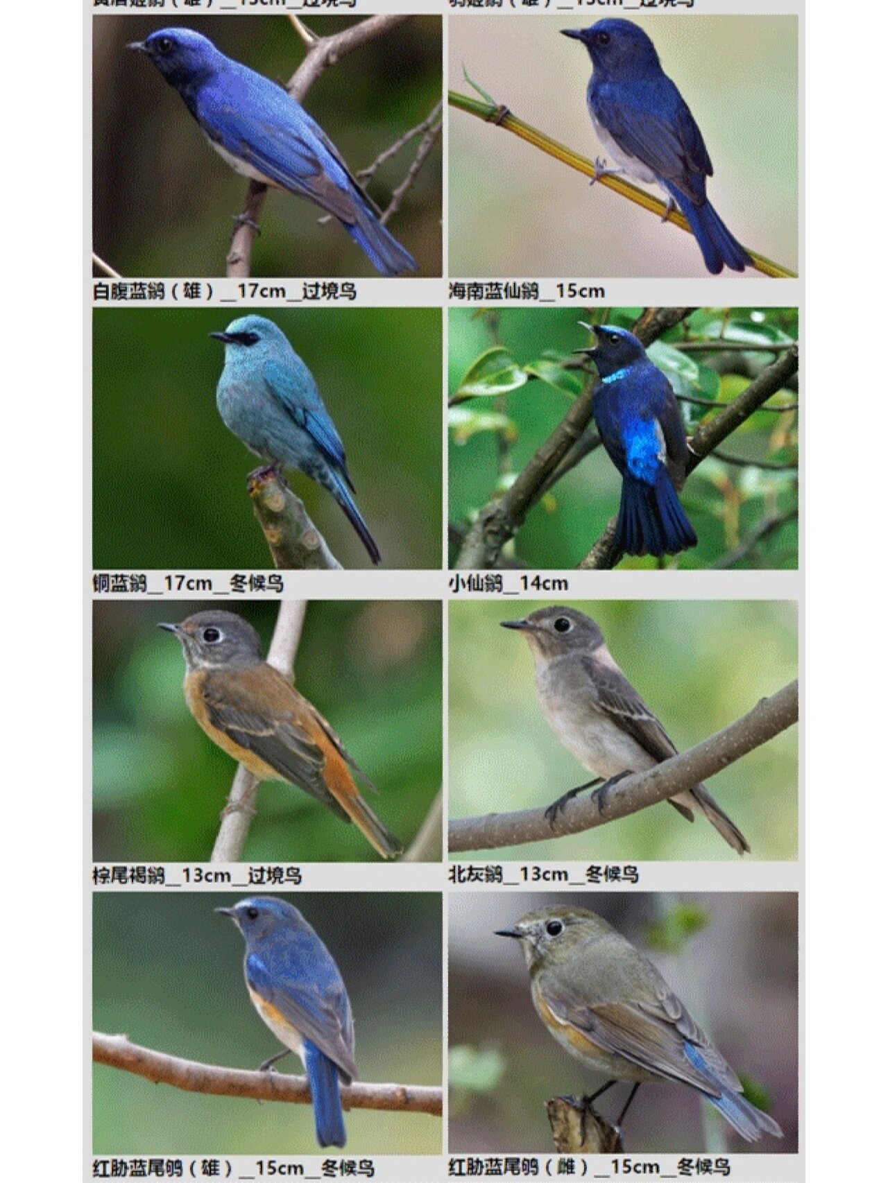 深圳常见172种鸟类图鉴电子版—林鸟篇!