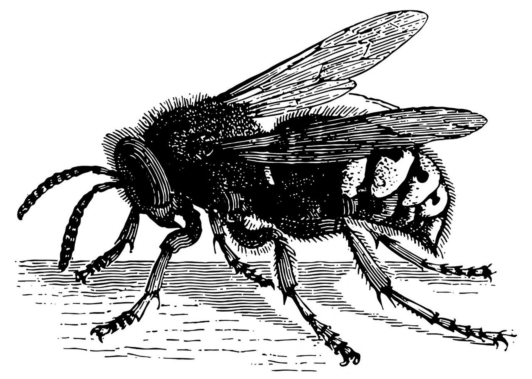 昆虫线描写生高清图67张