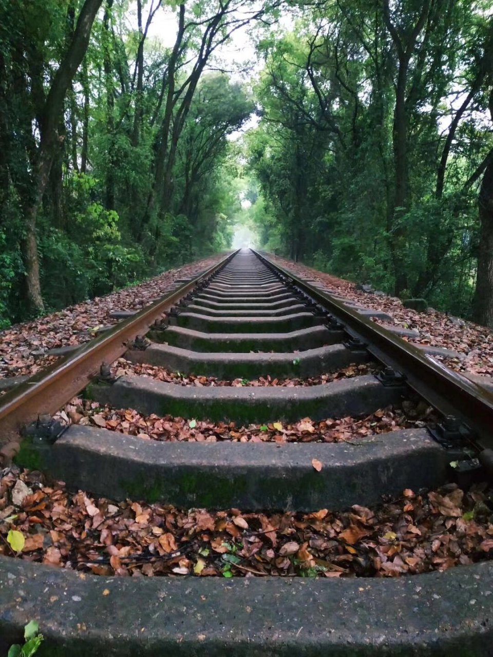 时光隧道(据说是韶关最美铁路) 原片直出,雨天没人的时候,拍照很有