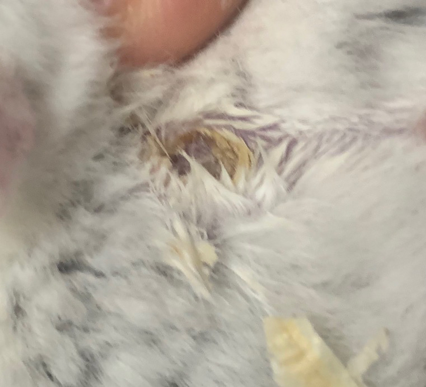 给仓鼠清理香腺04 真的爽 用生理盐水沾几下 棉签扣一下直接整块