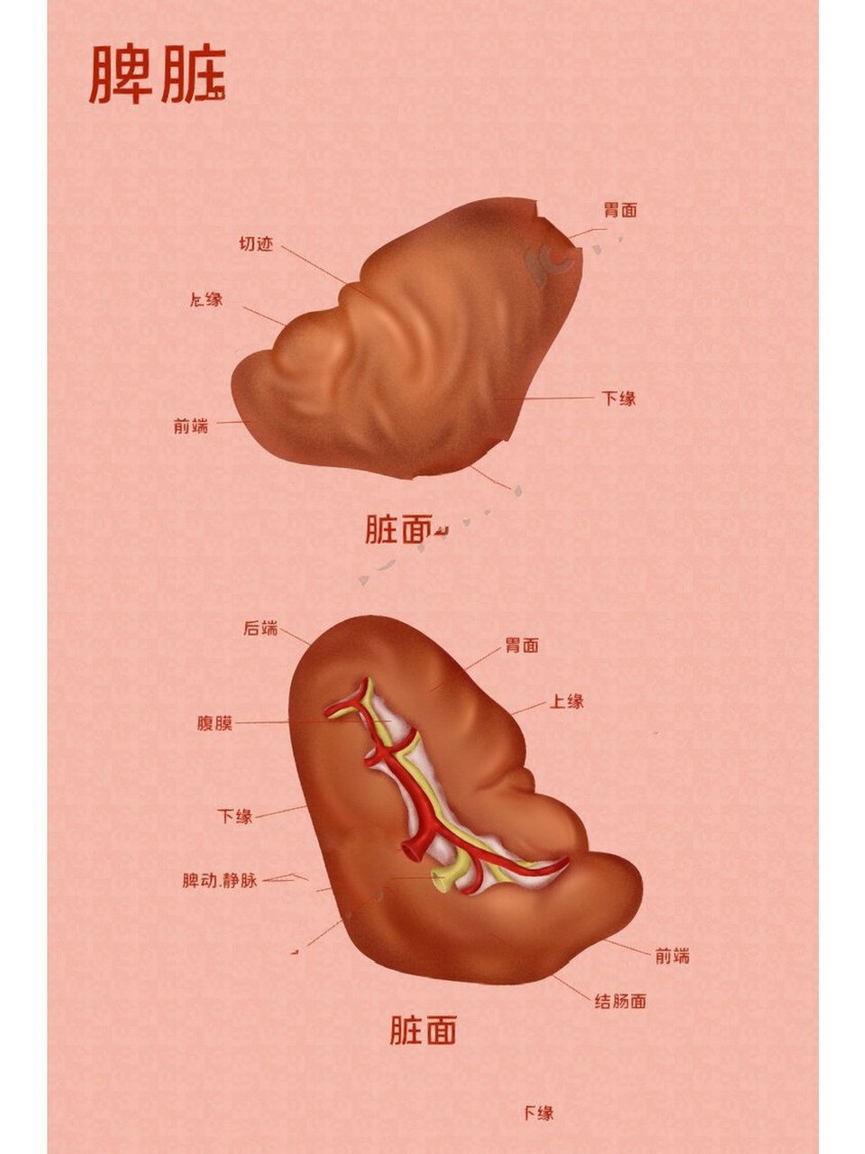 脾窝位置示意图图片