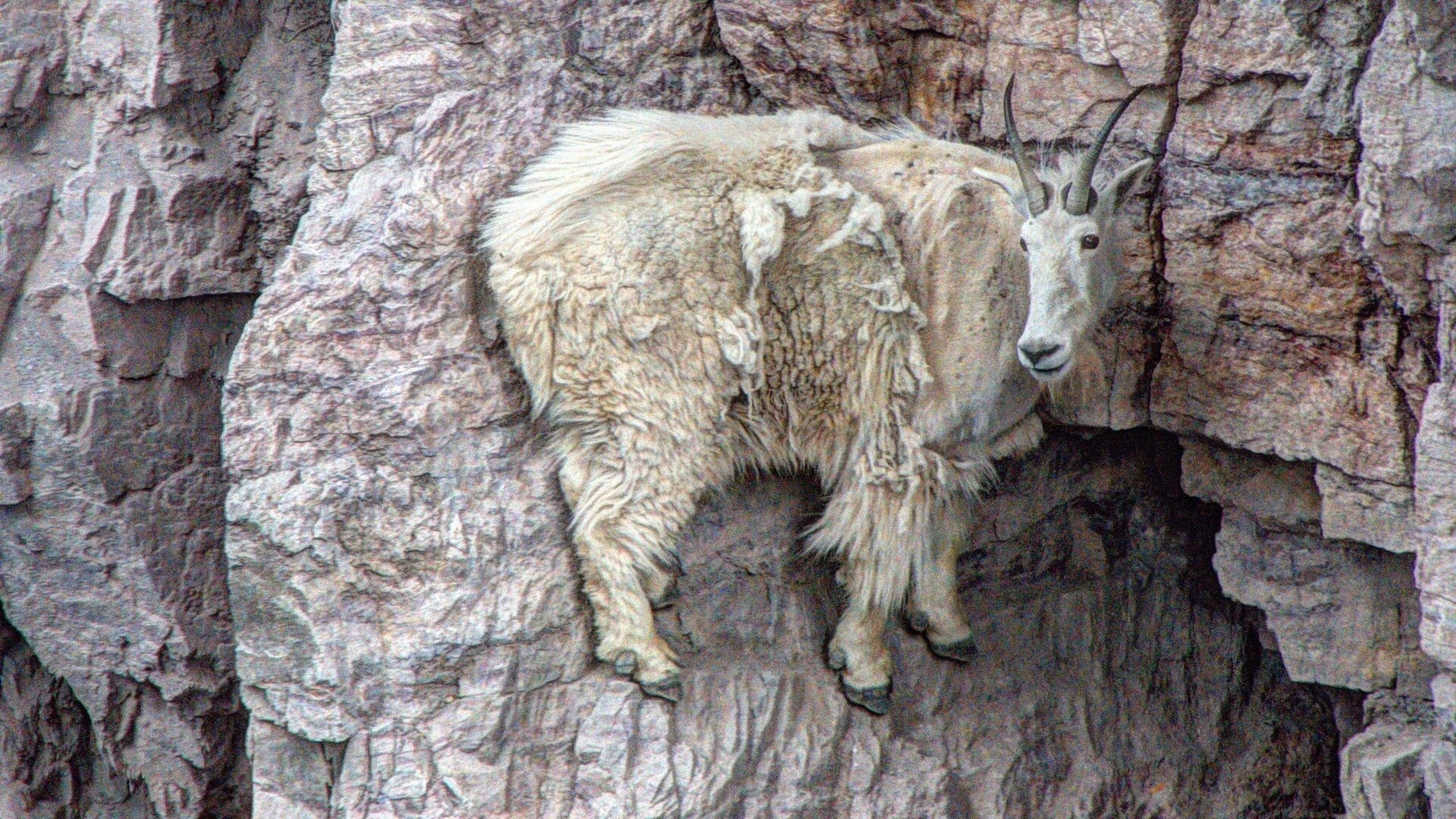 结果都怎么样了…… 说来惭愧,我听郭德纲的《羊上树》不下十遍,但老
