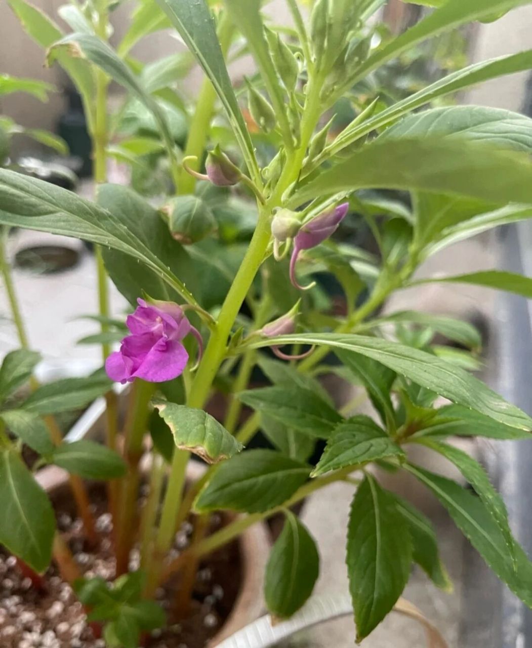 凤仙花的观察日记94 第一天:我收到了一颗小小的凤仙花种子,我决定