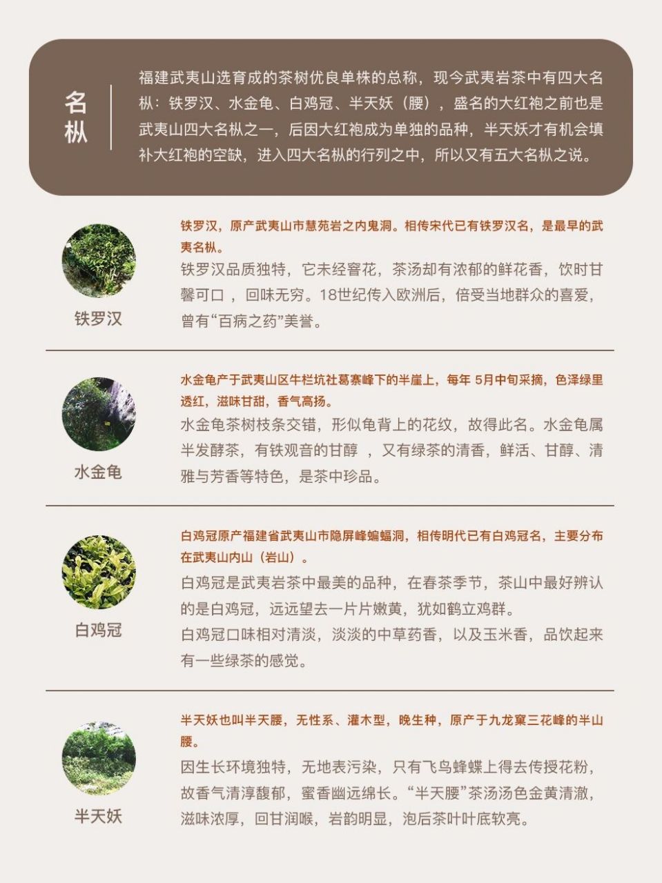 武夷八大名枞图片