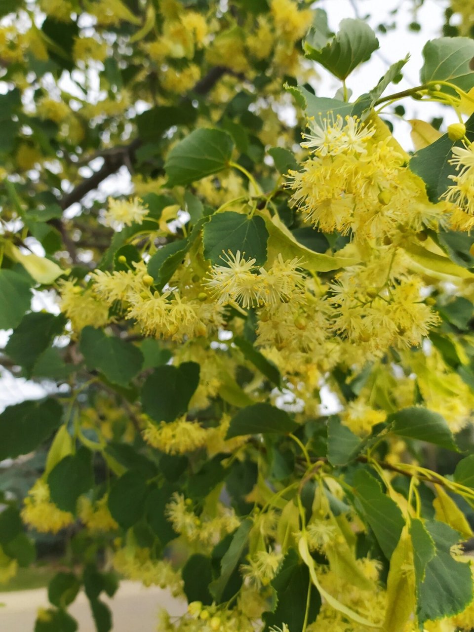 春天开黄花的是什么树图片