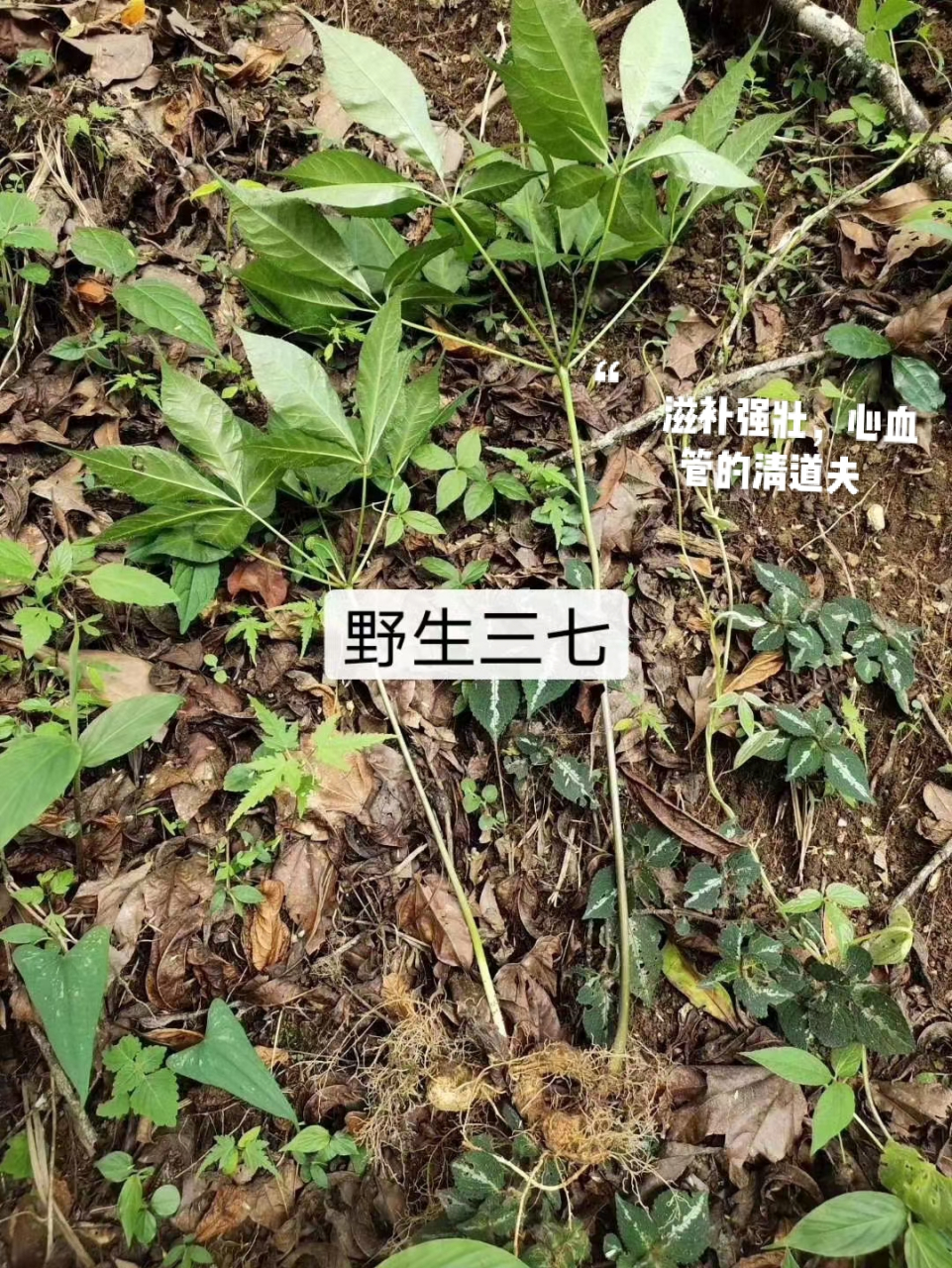 纯正云南野生三七 【功能主治】滋补强壮,散瘀止痛,止血祛痰.