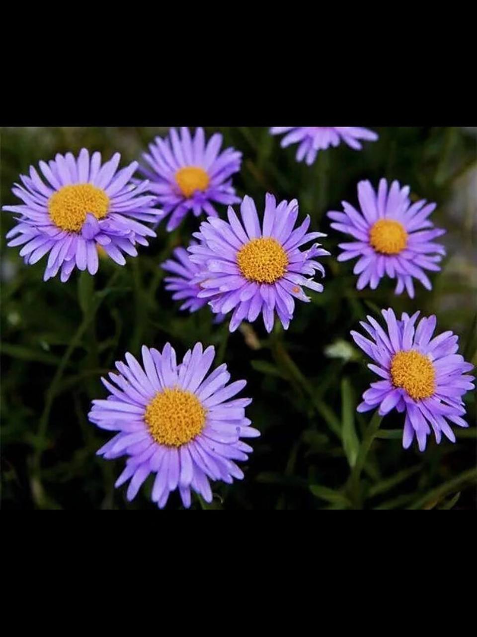 野菊花 紫色雏菊的花语是纯洁,高贵和优雅.