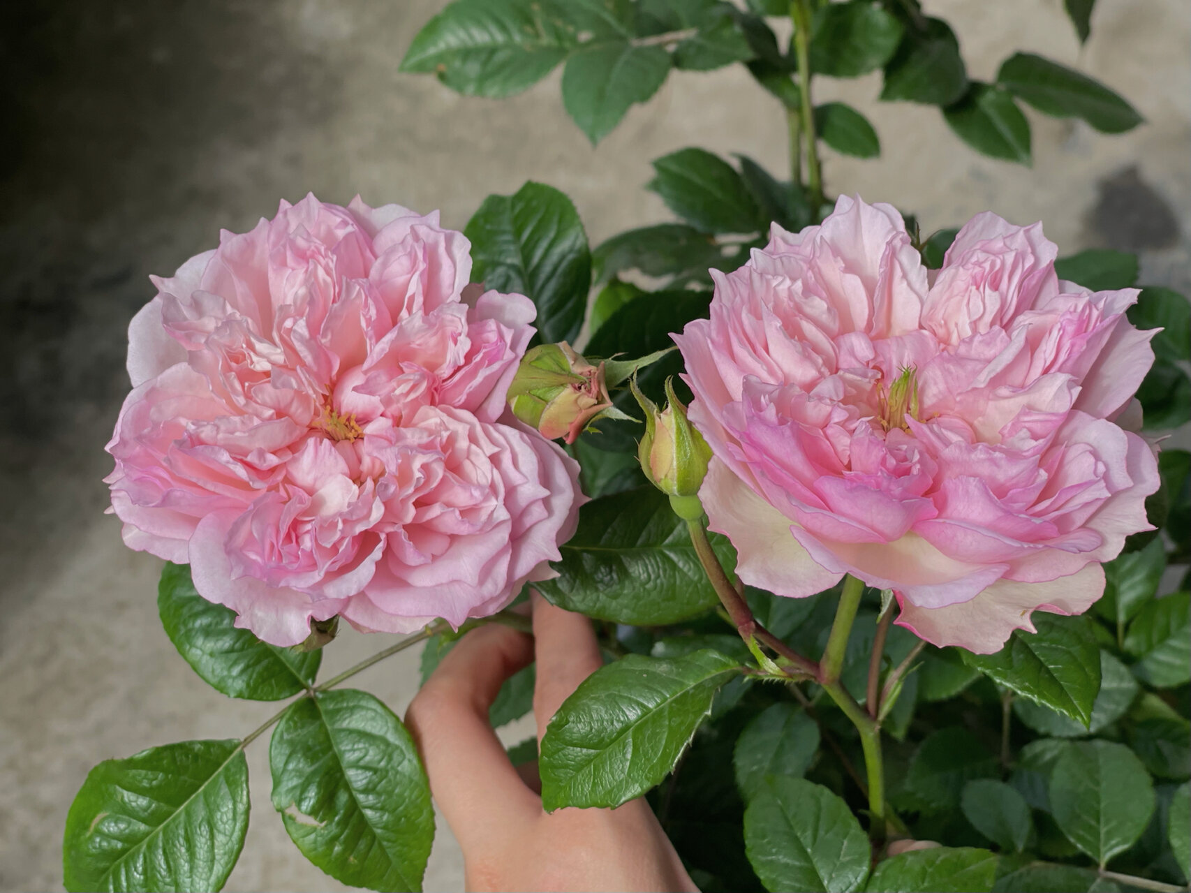 蝶之舞月季 灌木月季塞西尔沃朗热 又名 蝶之舞 !