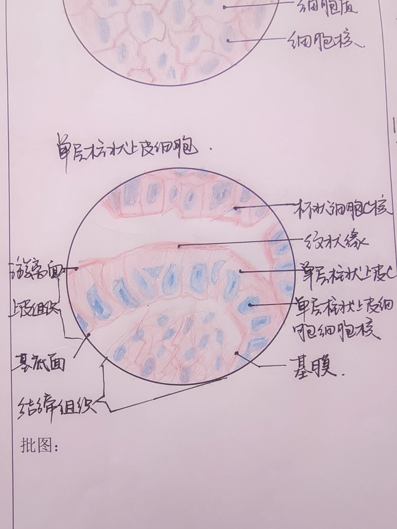 变移上皮细胞手绘图图片