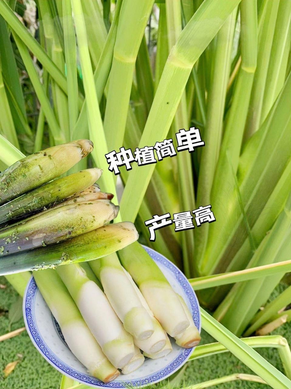 高产菱白苗是水生植物,有水有土就可以养活,种植简单,现挖现发的茭白