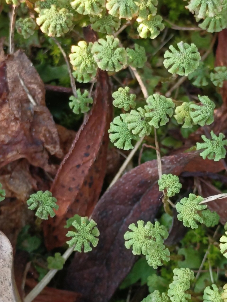 地钱 很多人知道苔藓,不知道苔藓还分苔和藓两类,苔是苔,藓是藓.