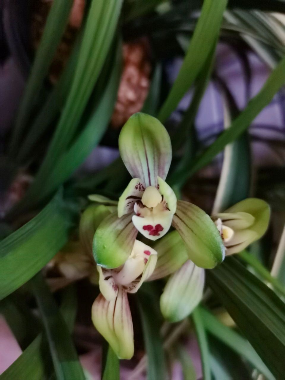 建兰-忆香荷 真的跟名字一样香,清香,沁人心脾