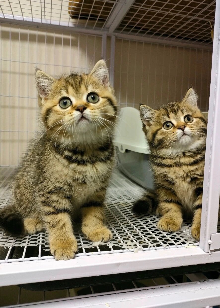 金虎斑猫咪 金虎斑幼猫 英短金虎斑 英国短毛