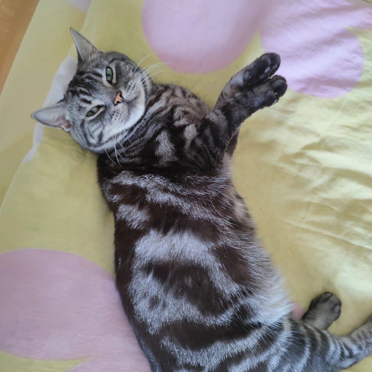 上网搜了搜,其他猫的毛变黄都是白毛变黄,没有黑毛变黄的,而且就一小