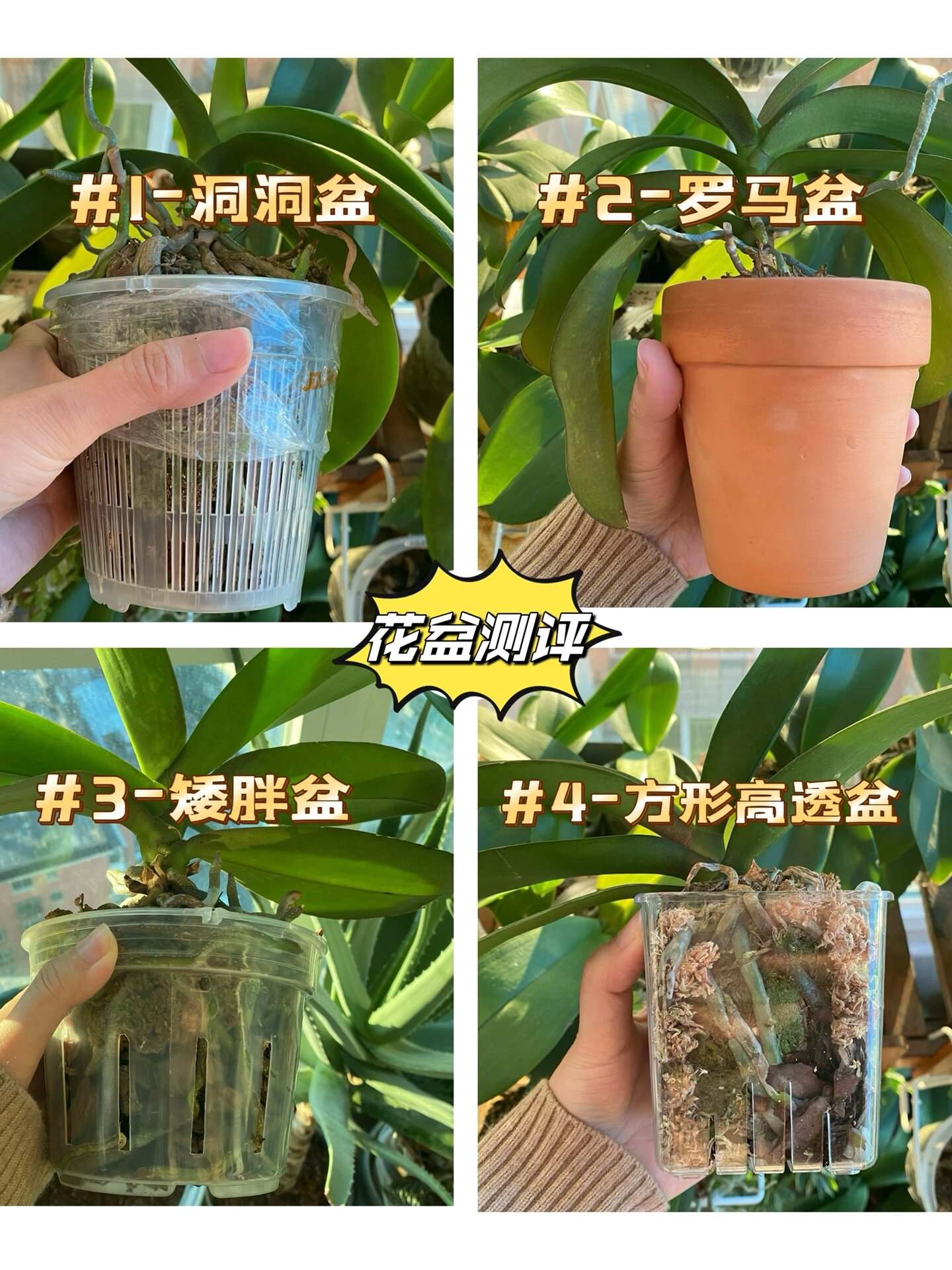 花花世界养护秘籍|蝴蝶兰花盆抄作业