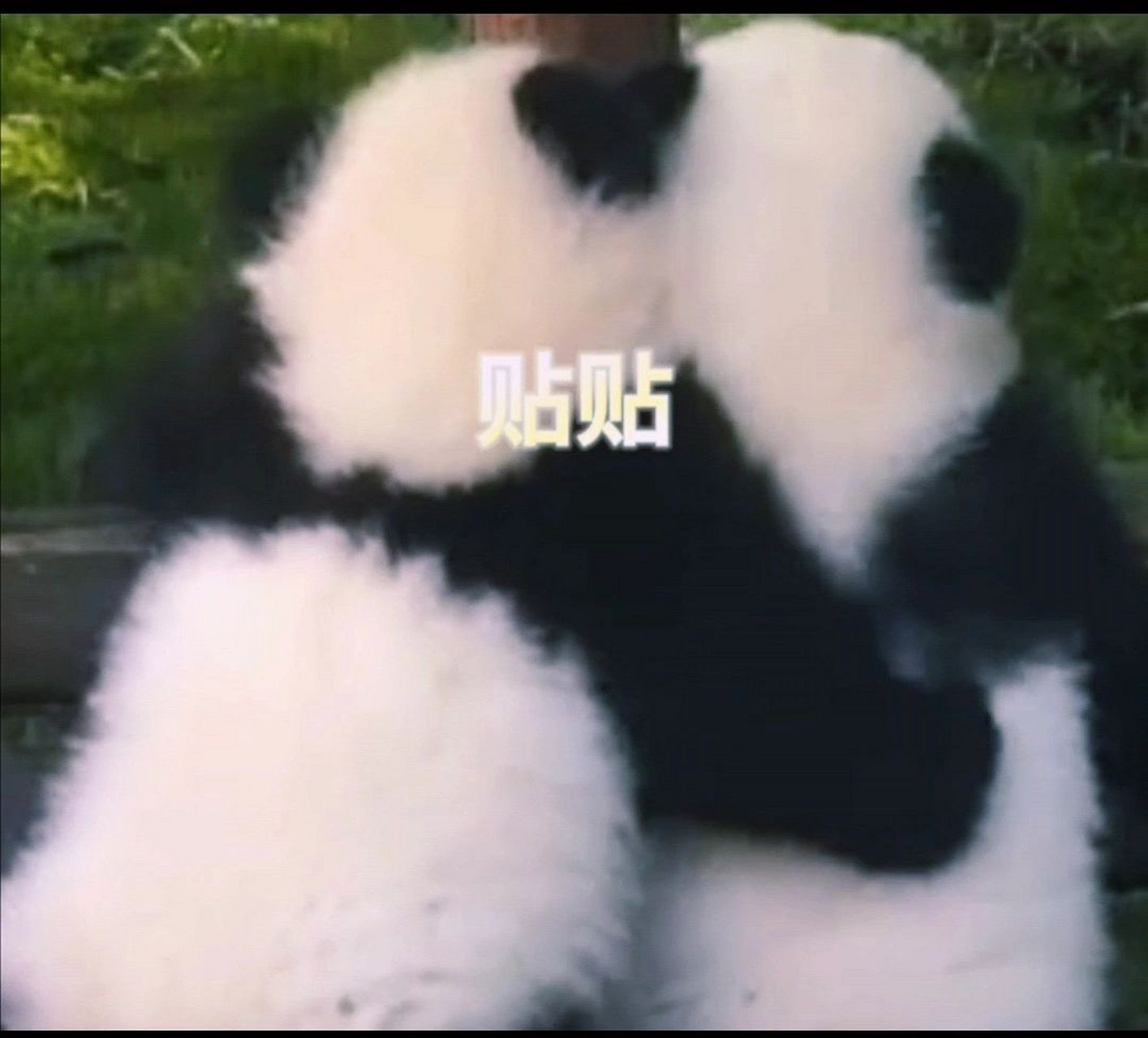 贴贴表情包7815 这么可爱的小熊猫,嘻嘻,连耳朵都是781578