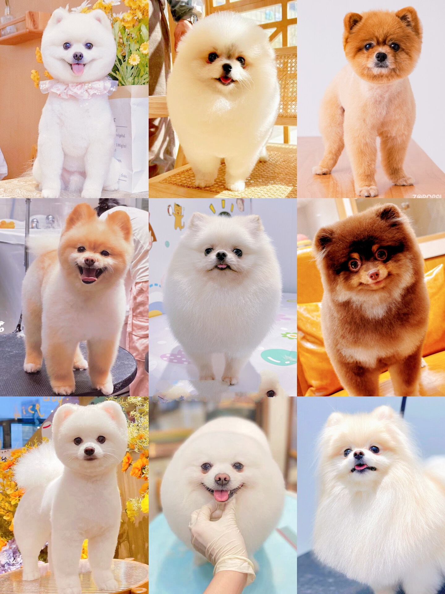 博美造型合集|"小白熊""小海豹"你要的都有