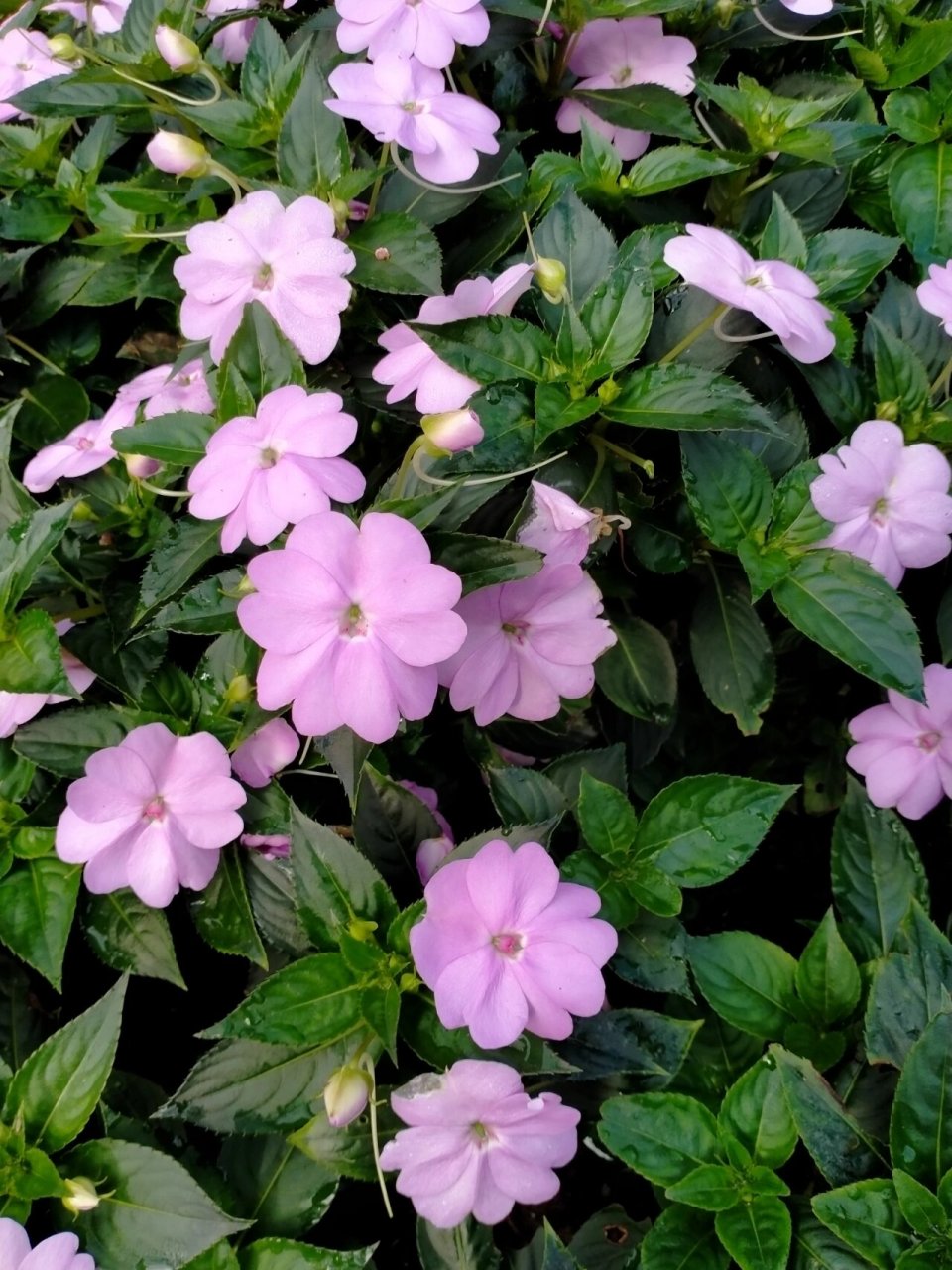 苏丹凤仙花 今天拍了一组娇嫩可爱的花,苏丹凤仙花,花语就是娇嫩可爱.