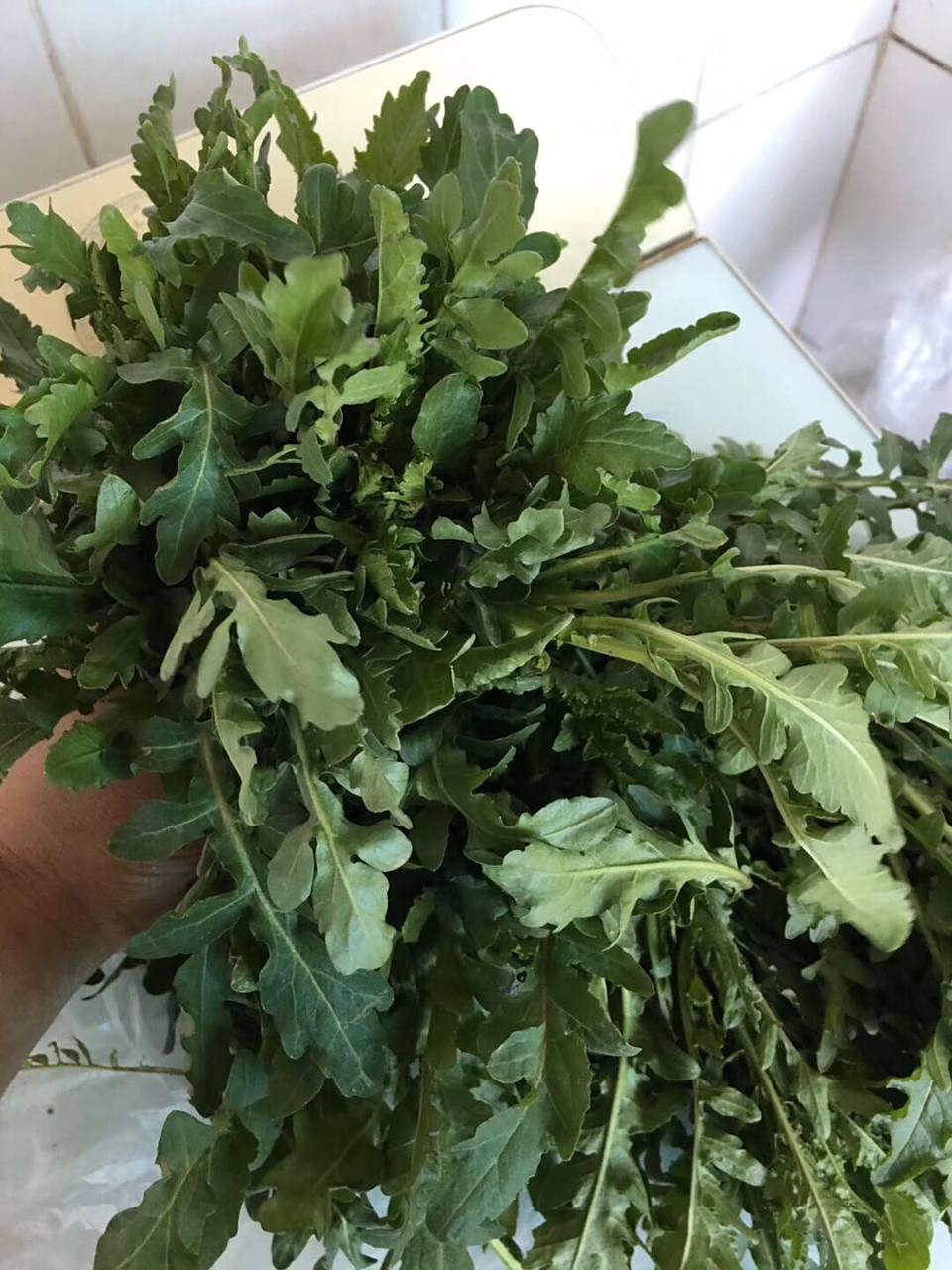 水荠菜 这几天总刷到荠菜,我老家辽宁人海城人,大部分人吃的是水荠菜