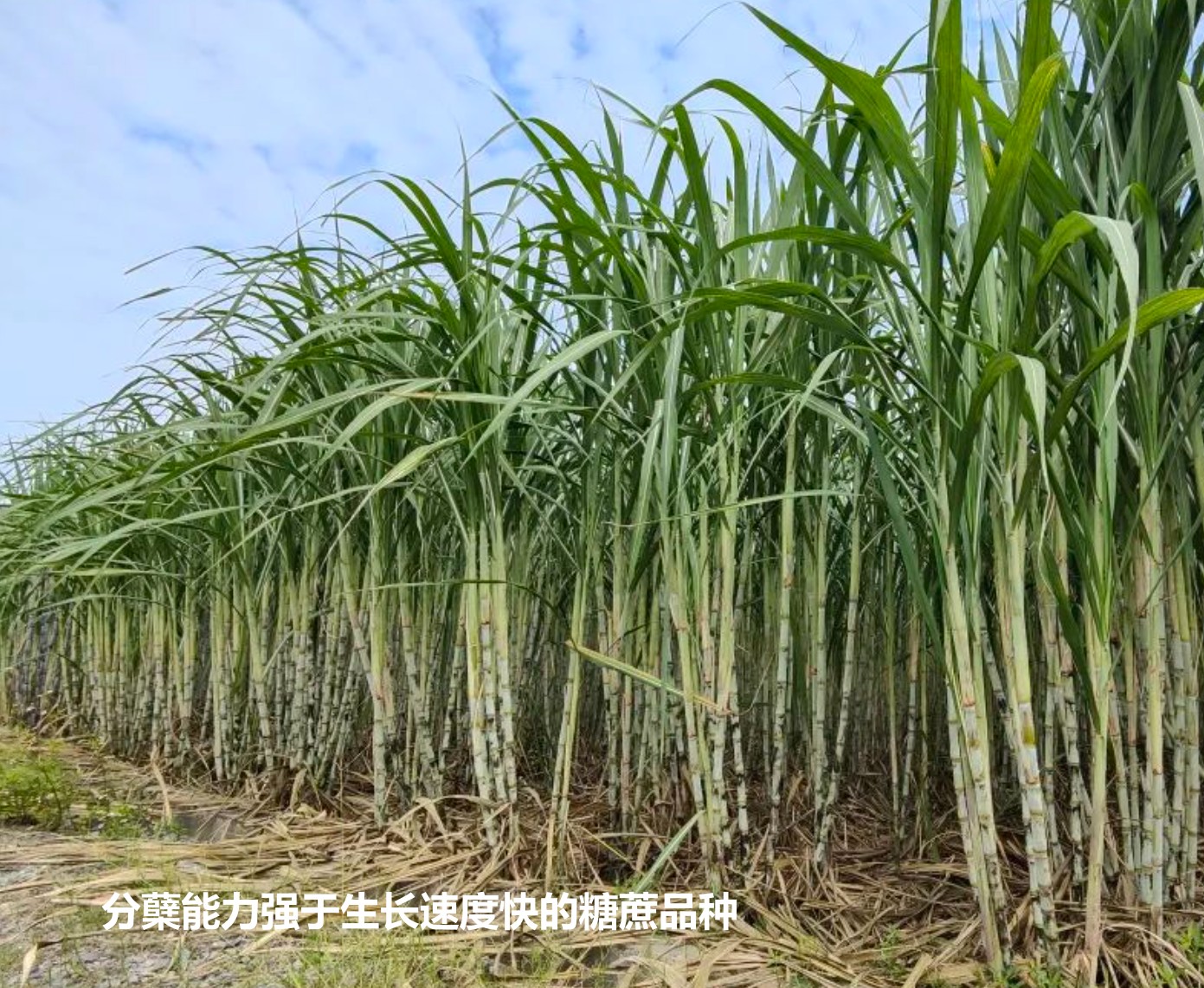 种植什么挣钱快(种植什么挣钱快一点)