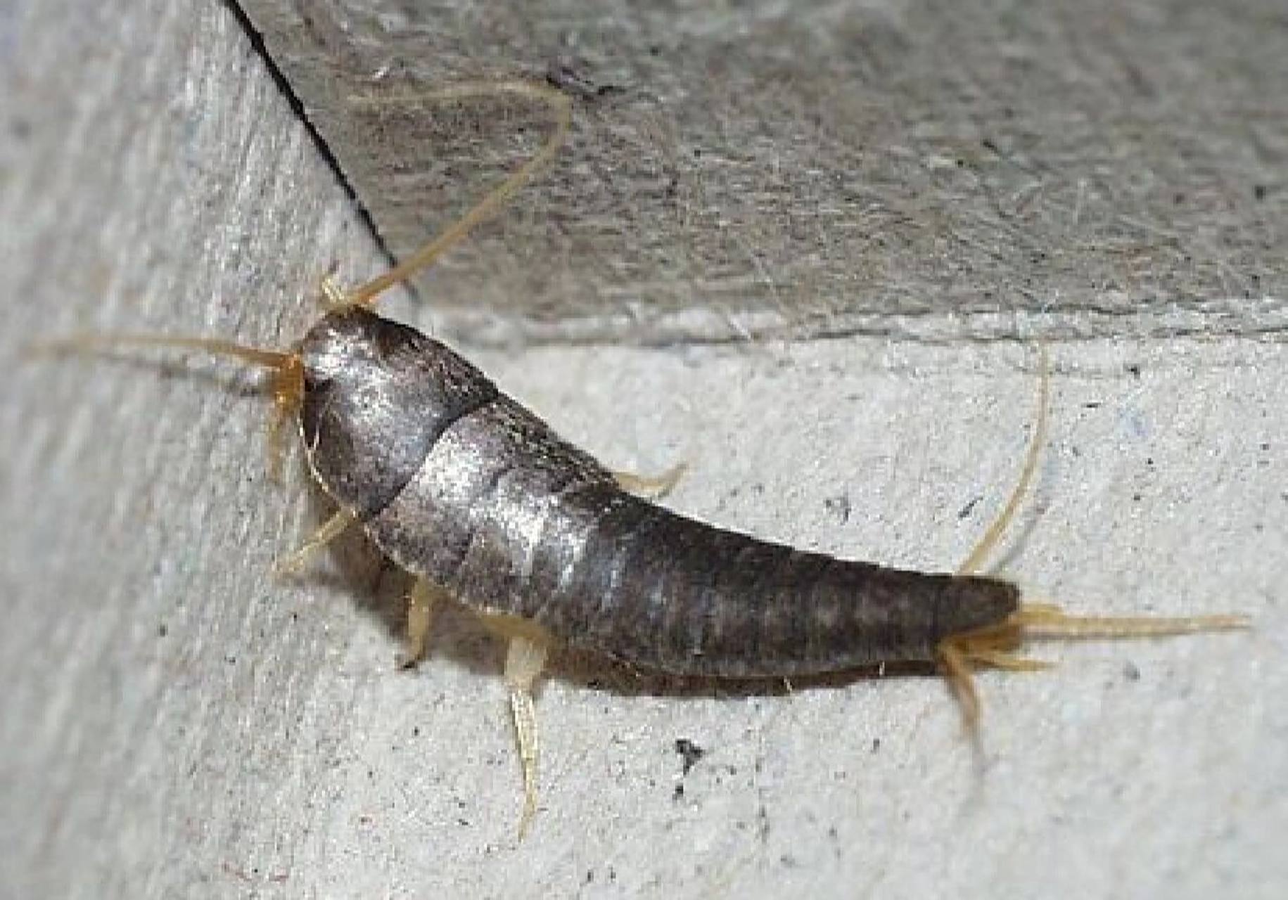 衣鱼虫怎么彻底消灭 治衣鱼什么药好用 家里出现衣鱼