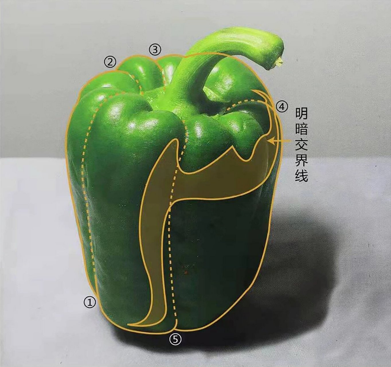 青椒的结构组成示意图图片