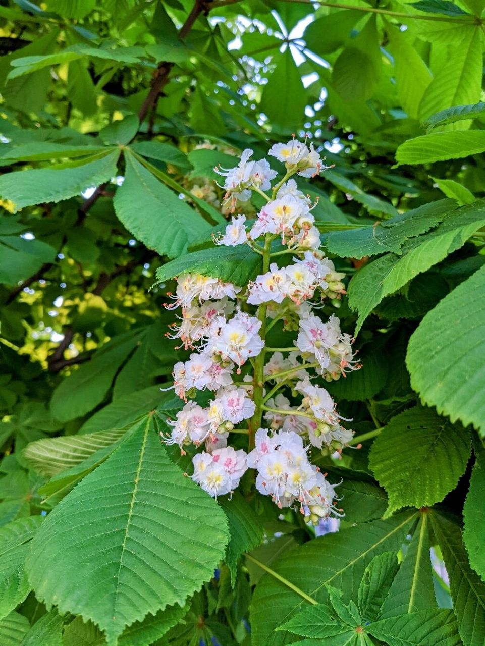 马栗 马栗,学名七叶树.种子很像板栗.