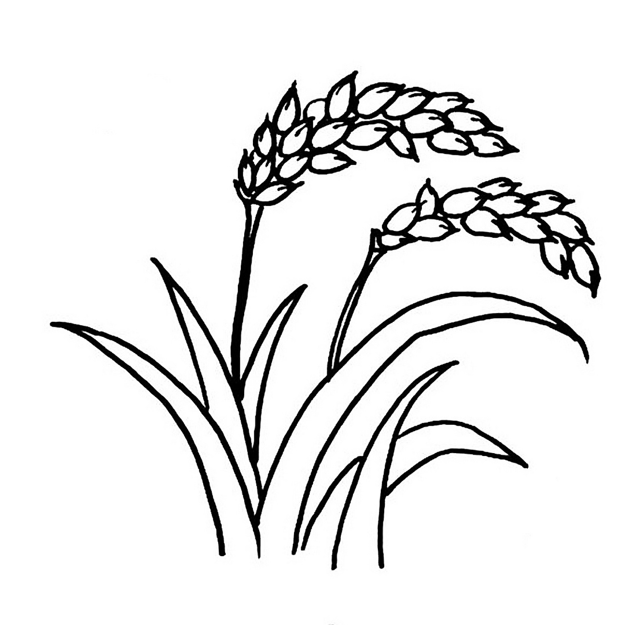 简笔画水稻 致敬袁爷爷