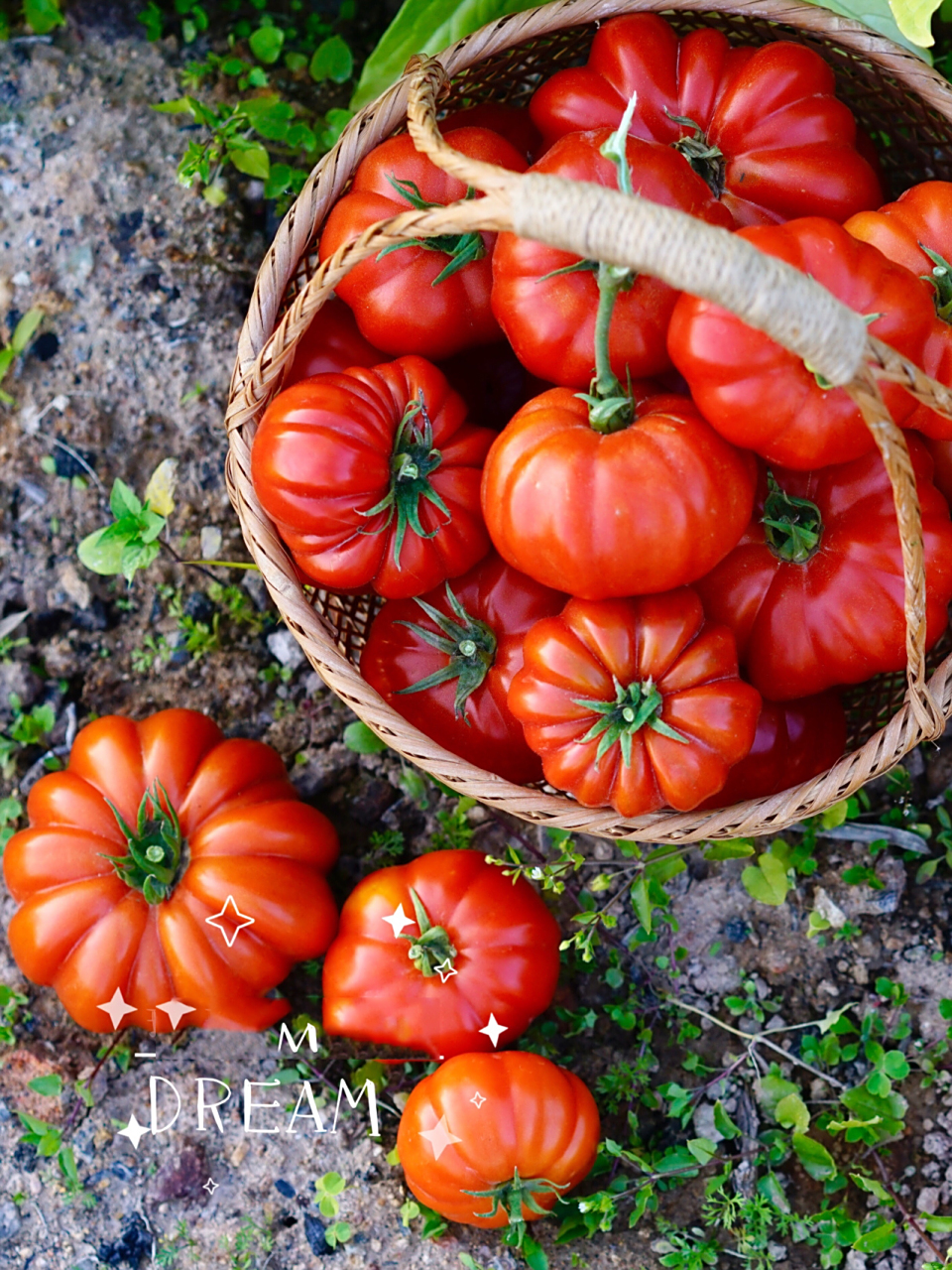 丰产如母猪～马蹄番茄 马蹄番茄 一个潮汕地区的古老品种～马蹄番茄.