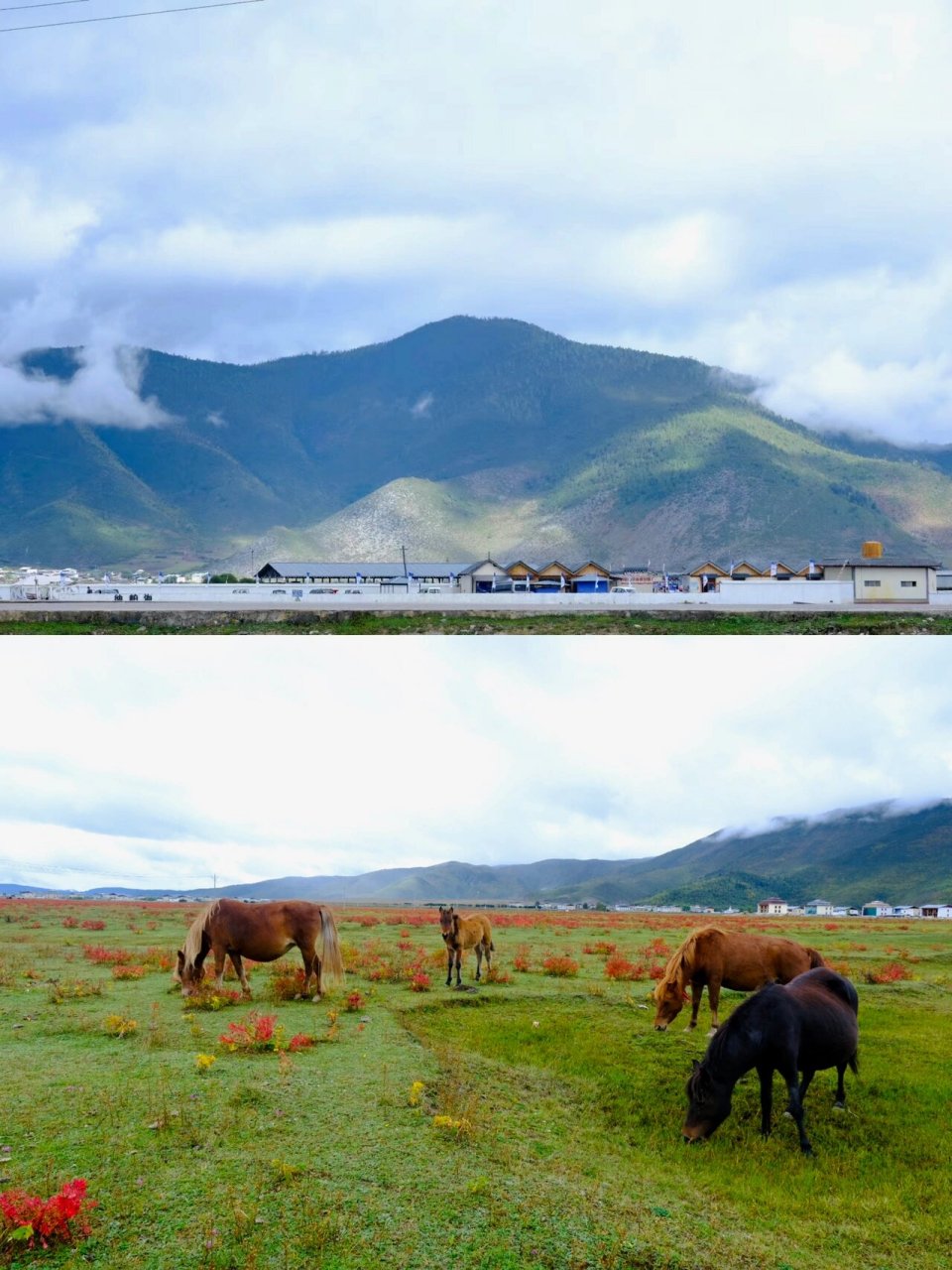 纳帕海大草原图片