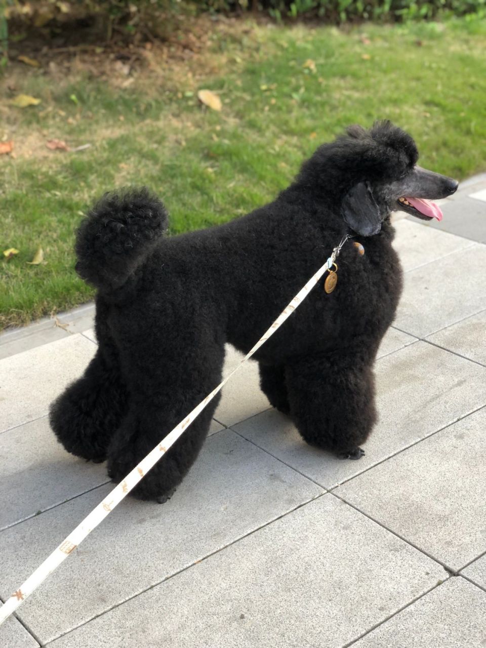 贵宾犬中的冷门 ——中型贵宾 绝对气质