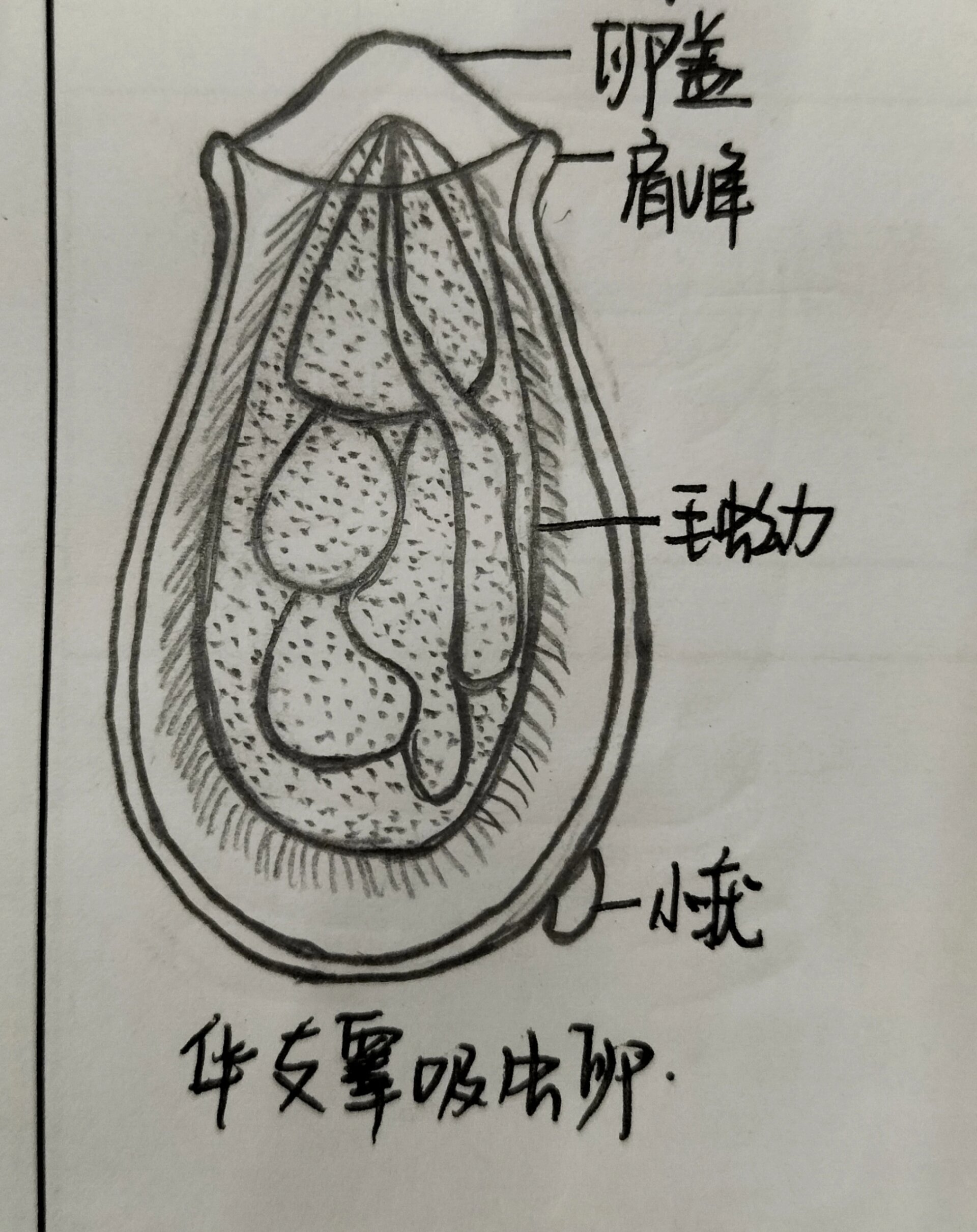 人体寄生虫学手绘图 医学生寄生虫 吸虫纲四种手绘图 华氏睾吸虫卵 肺