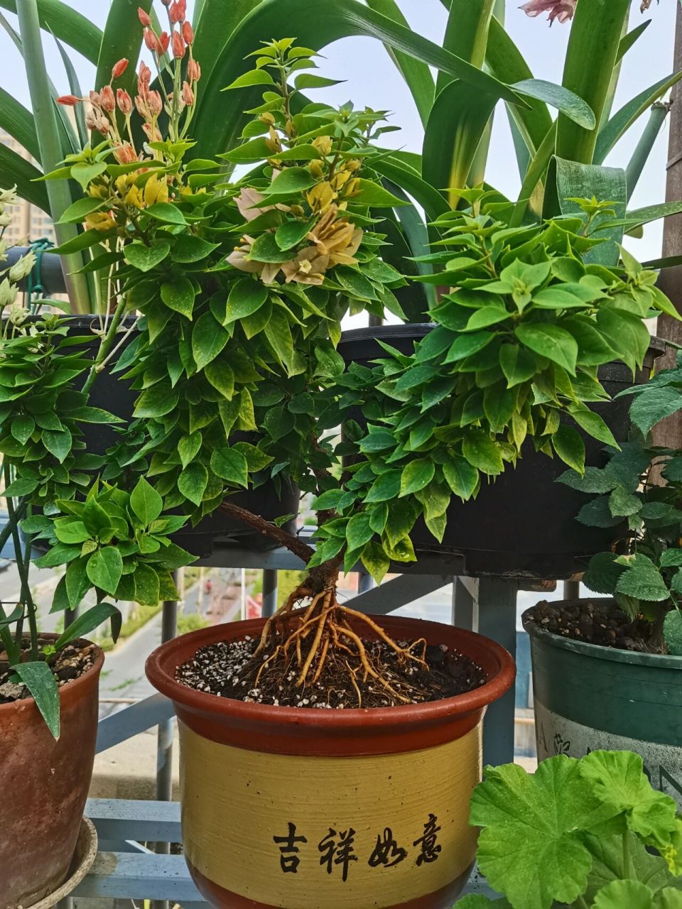 提根三角梅塔黄拆盆 去年10月份开始套盆,到现在有8个月的时间了.