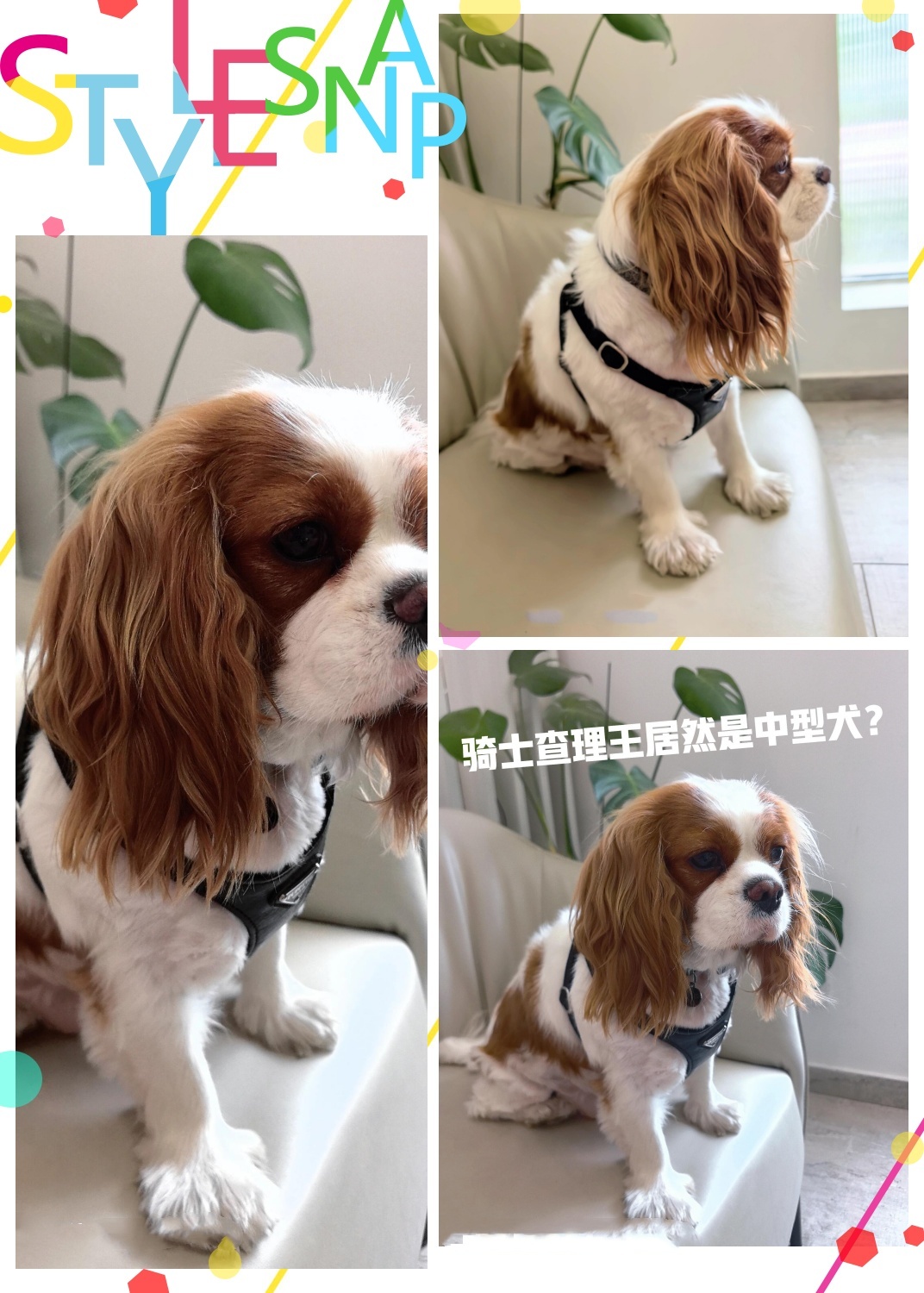 查理王小猎犬成年图片