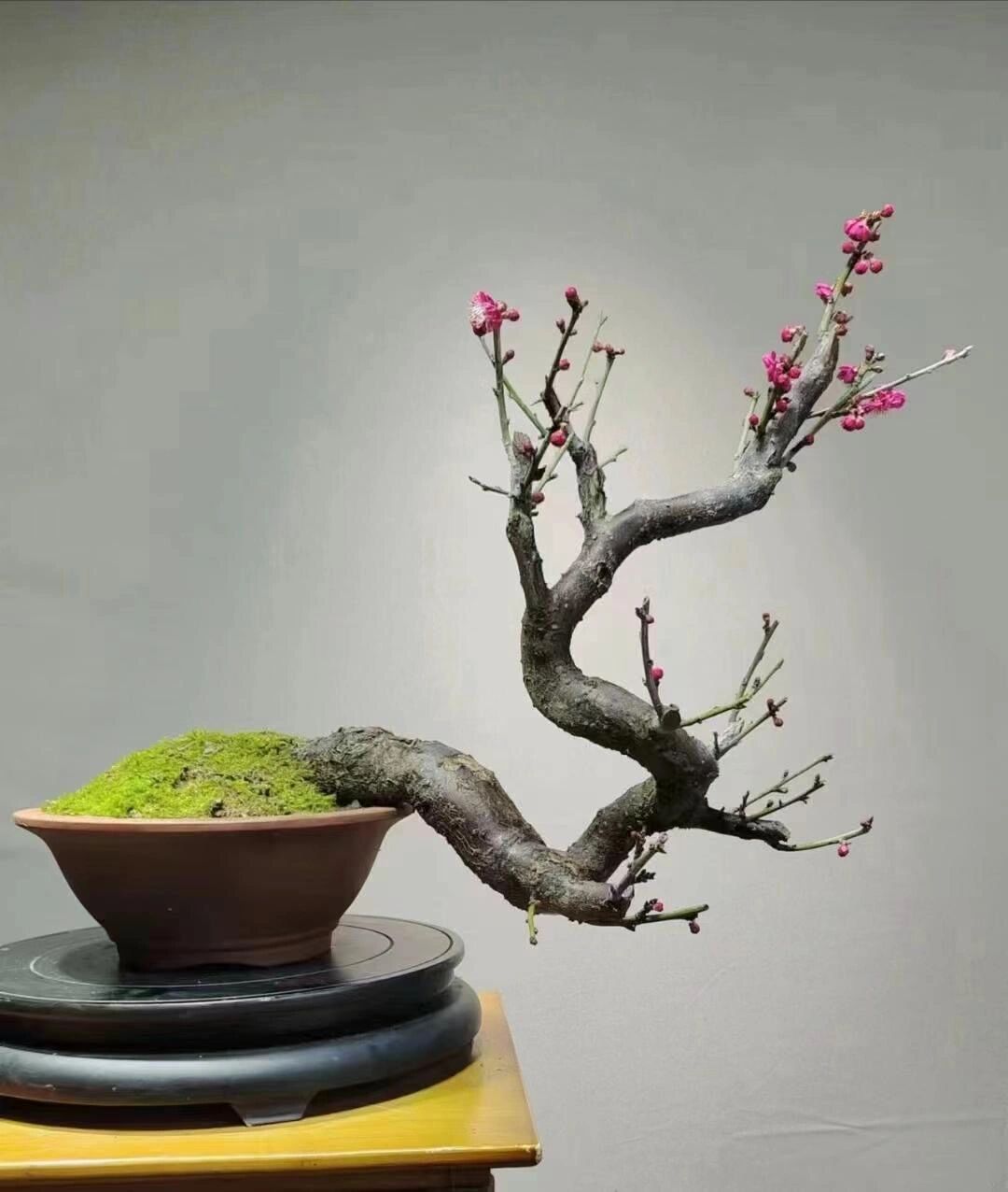 梅花老桩造景桩