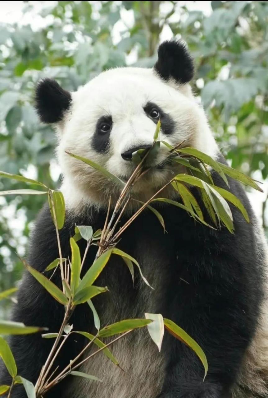 大熊猫和叶被游客喊走开,这是什么情况?