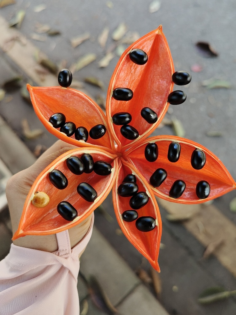 假苹婆,这玩意到底能不能吃?