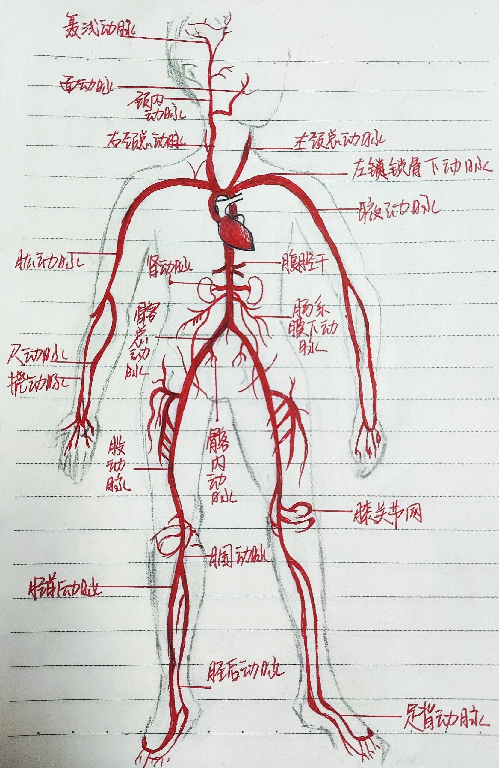 全身动静脉解剖图