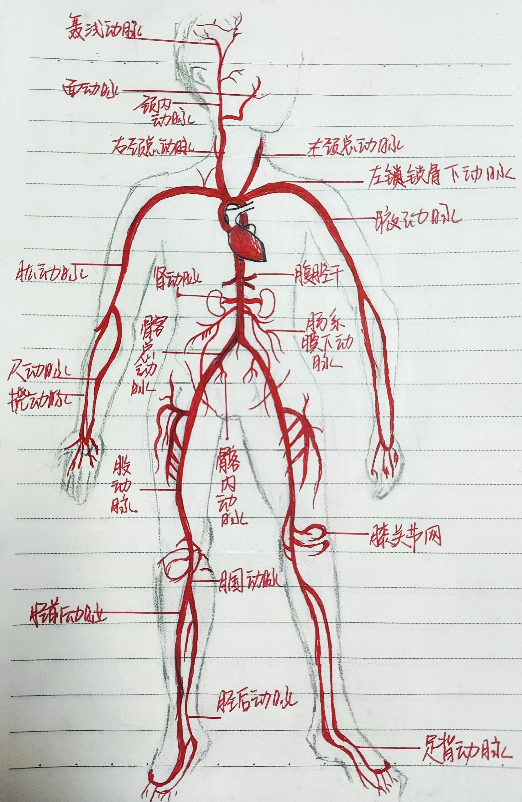 全身动静脉解剖图73