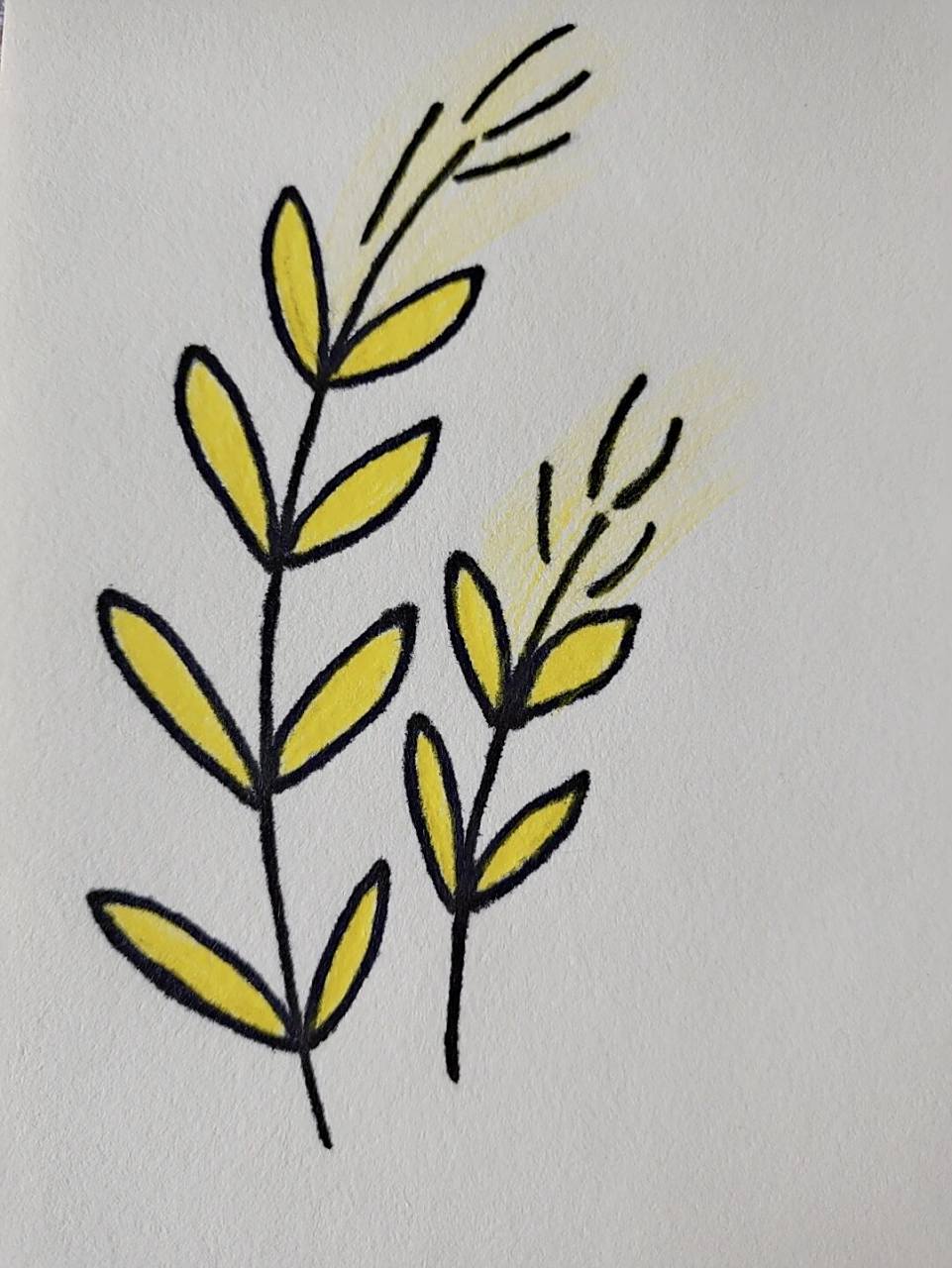 金黄的小麦简笔画教程 简笔画#简笔画教程#&