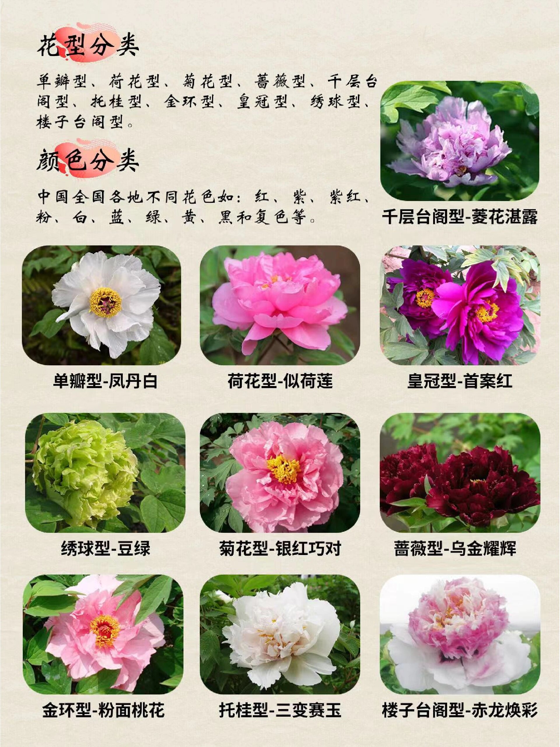【牡丹的自然笔记】唯有牡丹真国色
